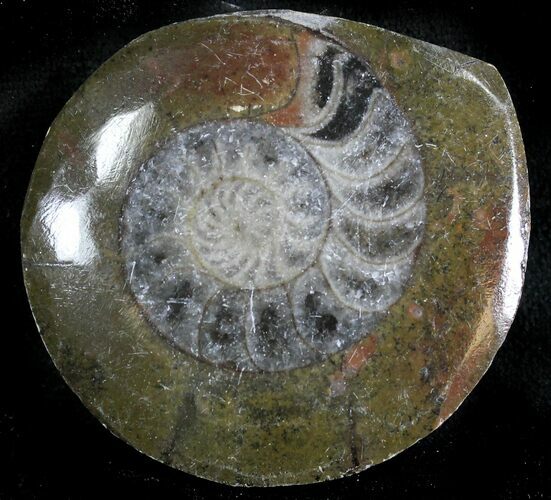 Polished Fossil Goniatite Button - Morocco #28483